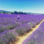 Có gì thú vị tại cánh đồng hoa lavender tại Đà Lạt